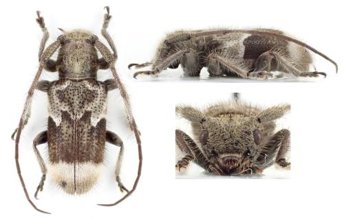 Réf. 350 054 : Similosodus bedoci